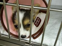 -安安宠医·安宠宠物医院