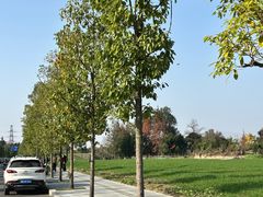 -土桥老街黄鸭子(清淳家园店)