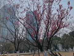 -西北湖绿化广场