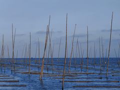 -北岐滩涂