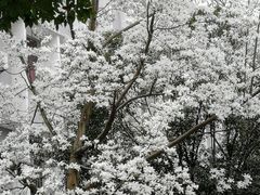 -武汉大学-樱园