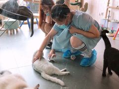 -喵店&猫咖