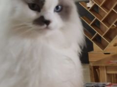 -豆逗聊愈猫阁Easy Life
