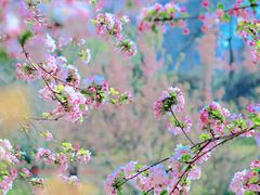 -海棠花溪(元大都城垣遗址公园)