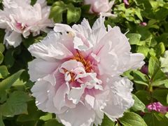 -上海滨江森林公园