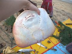 -尼甘布海鲜市场