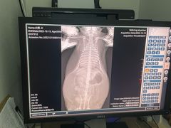 -爱侣宠医·鹦鹉专科·小型哺乳类·异宠专科(灵石路店)