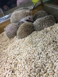 -未来动物城主题公园(正弘城店)