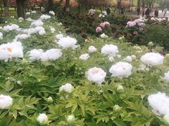 -莲花池公园