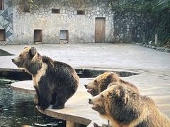-贵州森林野生动物园