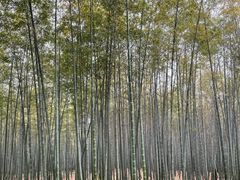 -杭州植物园