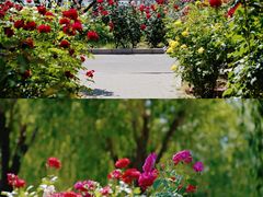 -莲花池公园