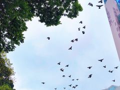 -九龙公园
