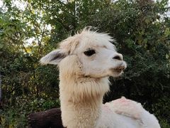 -济南野生动物世界