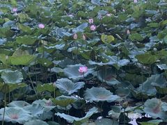 -荔湾湖公园