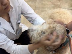 -美联众合动物医院·24h转诊中心
