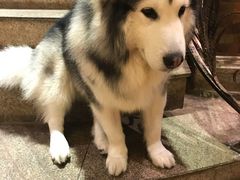 -more than meow吴止猫主题餐厅(承德 中船汇店)