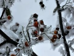 -武陵山森林公园