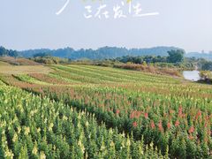 -空港花田景区