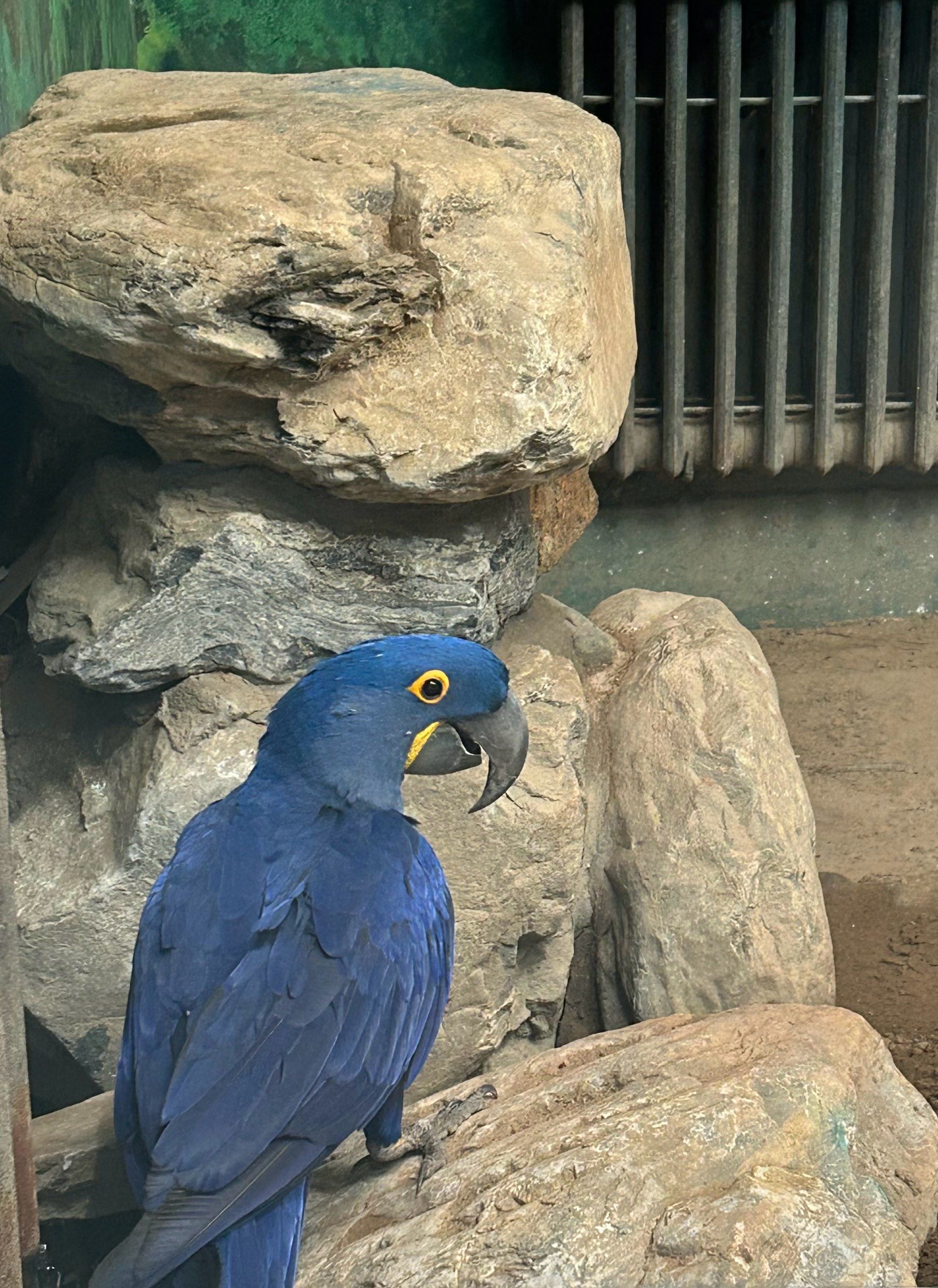 蓝紫金刚鹦鹉
