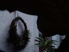 -素咫咖啡CLIFEROSE
