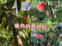 -河北村民俗体验园