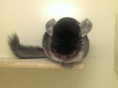 IMAG2136-龙猫仔乐园(惠福东路店)