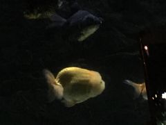 -苏州海洋馆