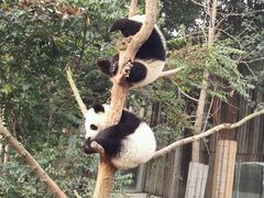 -成都大熊猫繁育研究基地