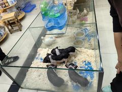 -青石桥花鸟鱼虫市场(叠翠城店)