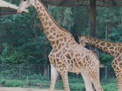 -云南野生动物园