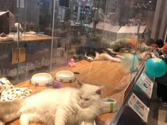 -狗道宠物(常熟印象城店)