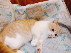 -猫色咖啡·猫咖