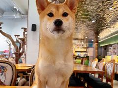 -more than meow吴止猫主题餐厅(承德 中船汇店)