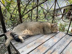 -喵屿·大理花园猫咖