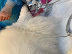 -瑞派名望24h动物医院异宠专科·猫专科·骨科·重症监护分院