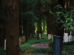 -黄海国家森林公园