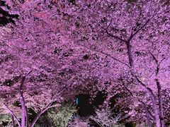 -西北湖绿化广场