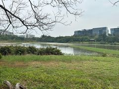 -华侨城湿地公园
