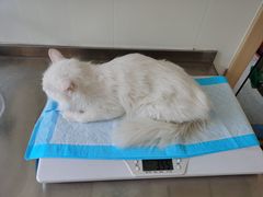 -喜多萌中农锦绣动物医院24H·猫科·牙科MRI·CT