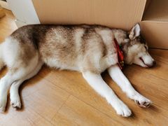 -Husky Go! 哈士奇体验馆·宠物咖啡厅狗咖