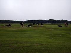 -哈拉新村