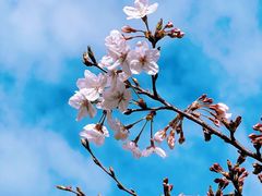 -新虹桥中心花园