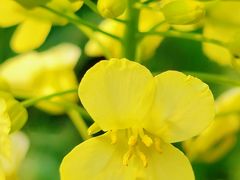 -中国天府农业博览园