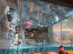 -帝企鹅自助餐厅•儿童岛•真企鹅(长隆企鹅酒店)