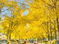 -三里屯东五街银杏大道