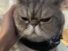 -楼上猫咖(罗湖店)
