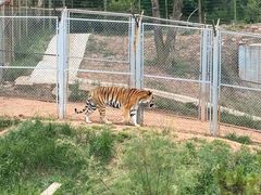 -青藏高原野生动物园