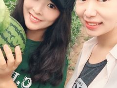 -庞各庄西瓜蔬菜采摘园·锦华瓜园