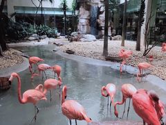 -麒麟中餐厅·经典粤菜·地道菜式老字号(广州长隆酒店)